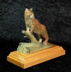 Bobcat standing with it's front paws on a dead log's branch
