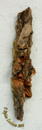 Cottonwood bark spiritface