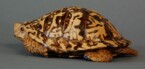Eastern Box turtle carved from basswood by dylan goodson