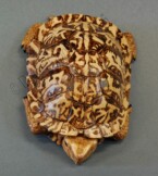 Eastern Box turtle carved from basswood by dylan goodson top view