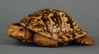 Eastern Box turtle carved from basswood by dylan goodson