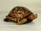 Wooden box turtle hand carved by Dylan Goodson