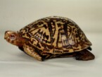 Wooden box turtle hand carved by Dylan Goodson