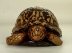Wooden box turtle hand carved by Dylan Goodson