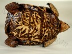 Bottom side of Wooden box turtle hand carved by Dylan Goodson