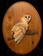 relief carving of a Barn Owl mounted on an oval plaque